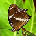 Common Eggfly (male) on Croton<br />Canon 7D + EF400 F5.6L